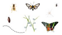 Insects.jpg