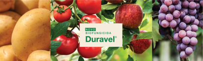 Banner com frutas novo biofungicida durável BASF Brasil