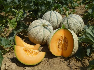 cantaloupe mdb converter