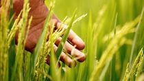 New BASF Rice Knowledge Center to help farmers in Asia boost yield