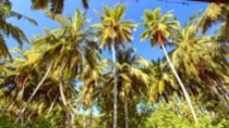 low angle view of tall palm trees and greenery with blue sky