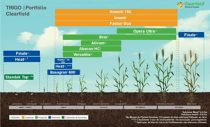 Crescimento cultivo trigo BASF Brasil