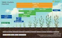 Crescimento cultivo trigo BASF Brasil