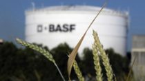 focused image of wheat and Out of focus BASF site in the background 