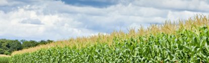 Plantacion de maní en crecimiento BASF Argentina