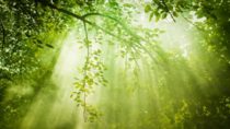 Rays of sunlight and Green Forest