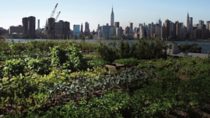 urban_garden.jpg