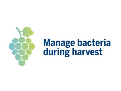 VINOPAL Manage Bacteria