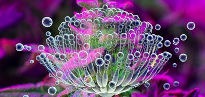 Aspergillus