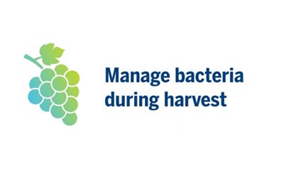 Manage Bacteria During Harvest