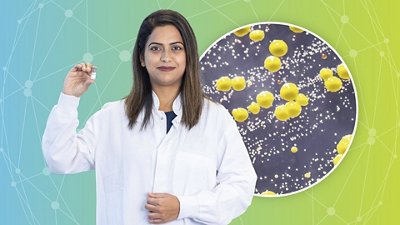 Microbiological Quality Control Staphylococcus epidermidis