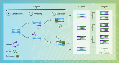 Mechanism of DNA amplification by PCR.