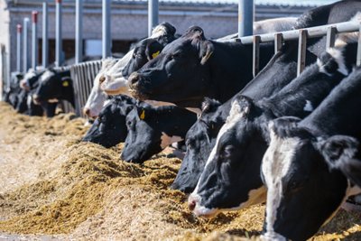 Anima Proteins Meat and Alternatives