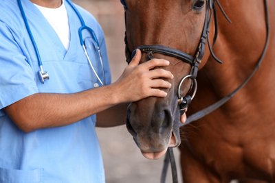 Equine respiratory infections : what to do when your horse starts coughing ?