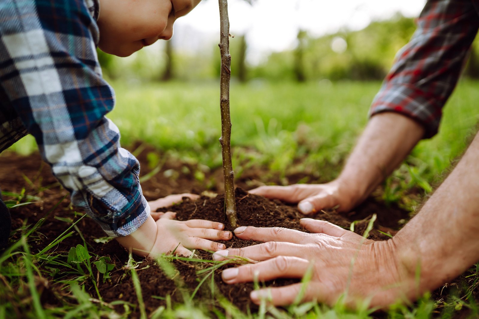 Plant a tree