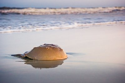 Waves roll in the surf behind a horseshoe crab sitting on the sand.