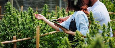 Scientists and farmer researching together and using tablet to collect data in Cannabis farm. Cannabis Cultivation and Hemp Oil Research concept. Medical marijuana plantation.