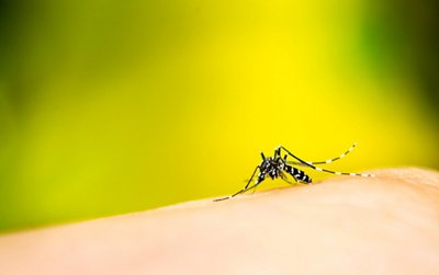 Augmentation du nombre de cas de dengue : le rôle décisif de la prévention et de la détection précoce