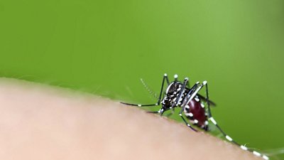 Aedes aegypti Mosquito
