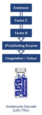 Amebocyte Cascade