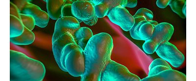 Shiga toxin-producing E. coli