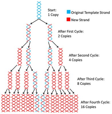 DNA Amplification