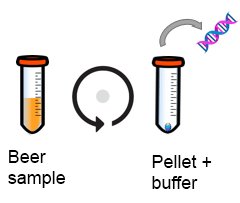 extraction of beer spoiler