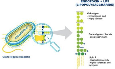 Figure 1: Bacterial Endotoxins are released  by the membrane of Gram-negative bacteria