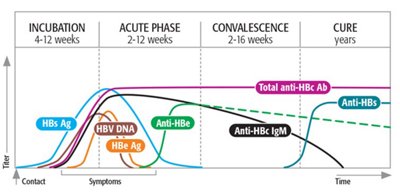 Hepatitis B - Standard Profile