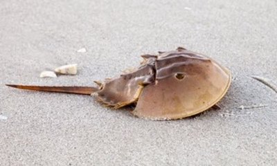 What Horseshoe Crabs Have to Do with Vaccine Development—and Why It’s a Problem