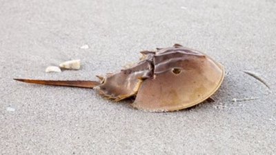 What Horseshoe Crabs Have to Do with Vaccine Development—and Why It’s a Problem