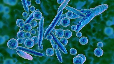 Mycoplasma