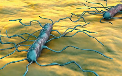 Performance of bioMérieux Methods for the Detection and Identification of Listeria spp. (sensu stricto, sensu lato)