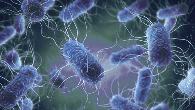 Shiga Toxin-producing Escherichia coli