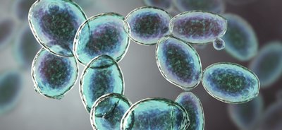 Saccharomyces