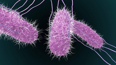 Pathogen Detection