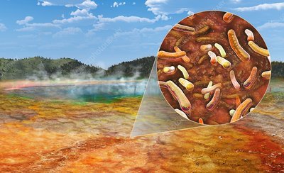 Graphic illustrating Thermus aquaticus in a hotspring 