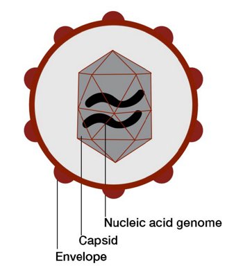 Graphic showing the makeup of a virus