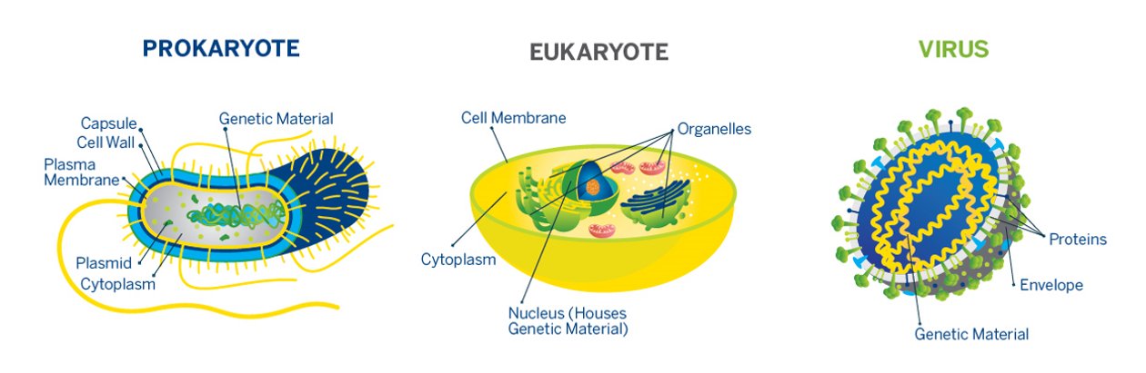 Viruses that are commonly found in the human body. MB−virus