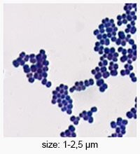 pediococci