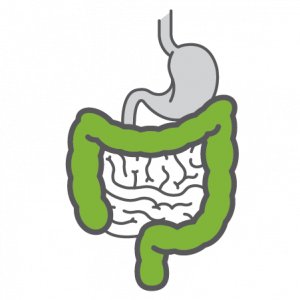 Green and gray icon of internal organs 