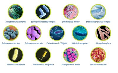 Graphic showing different bacterial strains