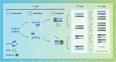 Mécanisme de l’amplification de l’ADN par PCR.