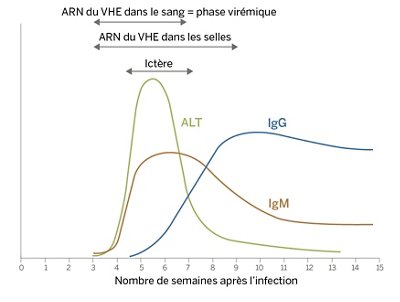 25-Hepatitis E Infection Kinetics (1)_FR