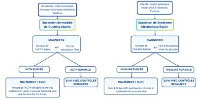 Endocrinologie équine : agir tôt pour mieux gérer la maladie de Cushing et le Syndrome Métabolique Equin