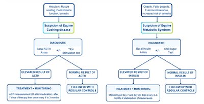 Modern management of chronic endocrine disorders in horses : PPID & EMS