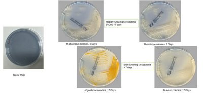 easy reading plates