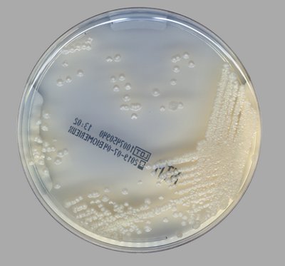 NTM Elite agar