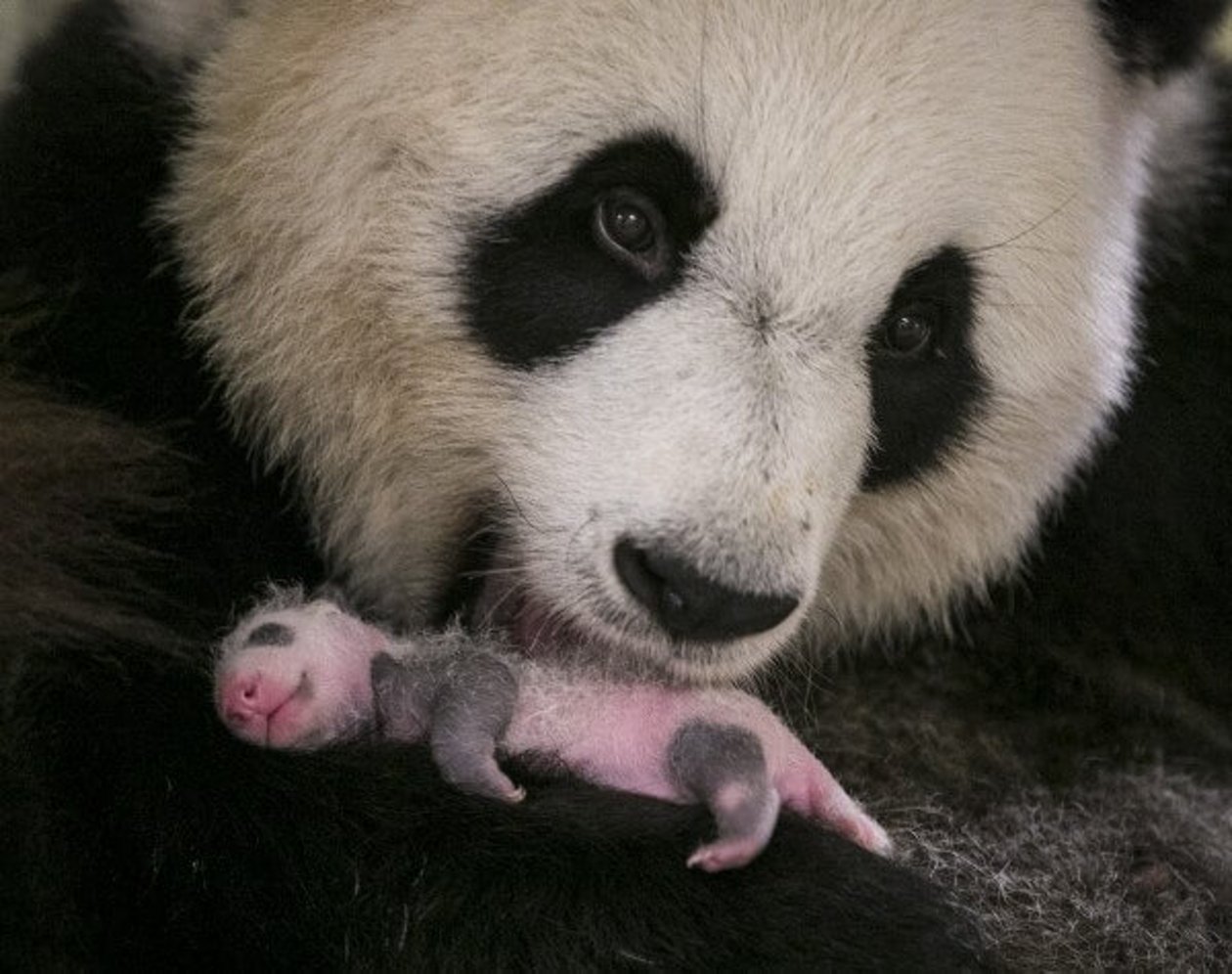 Beauval Zoological Park