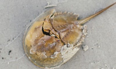 horseshoe crab